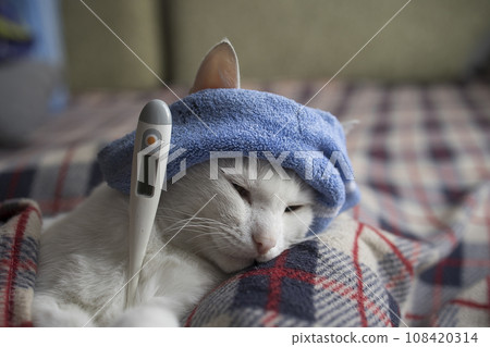 The cat is sick, being treated, with temperature while lying on the sofa  108420314