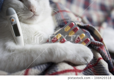 The cat is sick, being treated, with temperature while lying on the sofa The cat is sick, being treated, with temperature while lying on the sofa 108420318