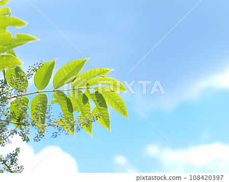 Fresh green scenery of Abemaki 108420397