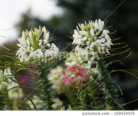 white and pink cleoma flower white and pink cleoma flower 108420456