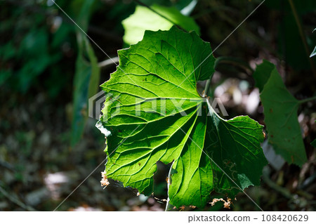 leaf leaf 108420629
