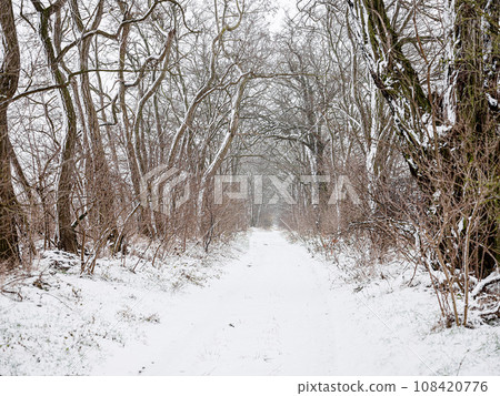 A snow-covered forest on a sunny winter day A snow-covered forest on a sunny winter day 108420776