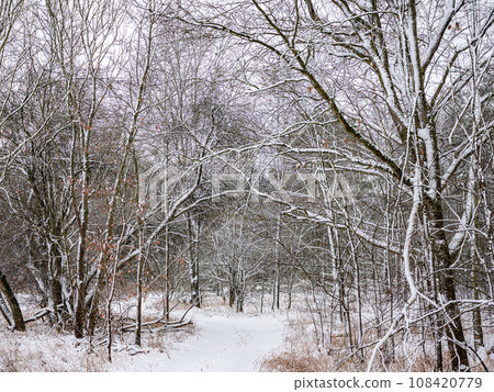 A snow-covered forest on a sunny winter day A snow-covered forest on a sunny winter day 108420779