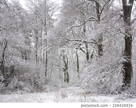 A snow-covered forest on a sunny winter day A snow-covered forest on a sunny winter day 108420816