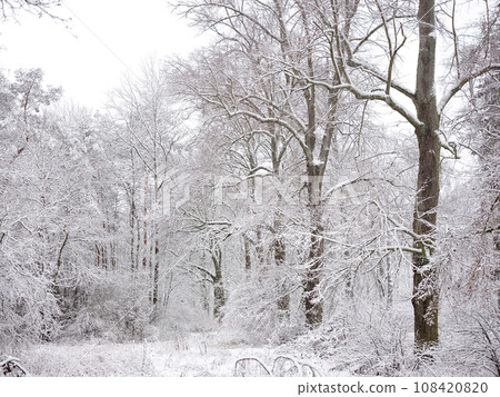 A snow-covered forest on a sunny winter day A snow-covered forest on a sunny winter day 108420820