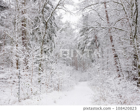 A snow-covered forest on a sunny winter day A snow-covered forest on a sunny winter day 108420823