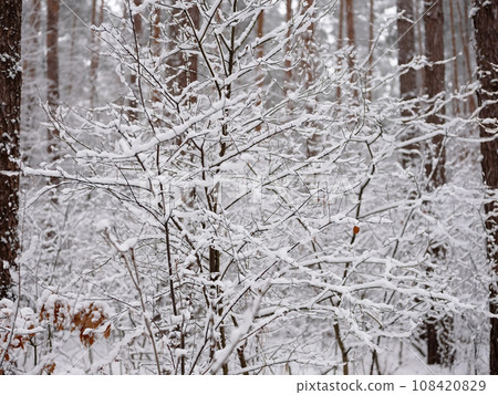 A snow-covered forest on a sunny winter day A snow-covered forest on a sunny winter day 108420829