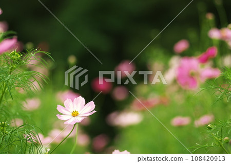 Fall cherry tree 108420913