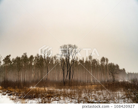 Snow covered trees in the winter forest with road 108420927