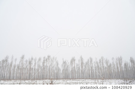 Snow covered trees in the winter forest with road Snow covered trees in the winter forest with road 108420929