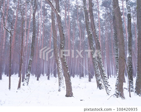 Snow covered trees in the winter forest with road Snow covered trees in the winter forest with road 108420935