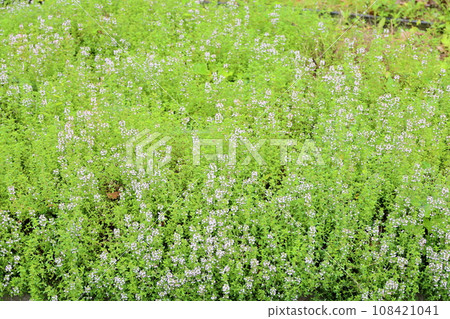 時間花 108421041