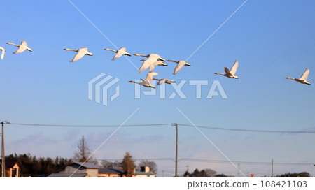 A flying swan 108421103