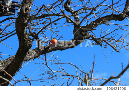 One blue sky and one persimmon fruit 108421208