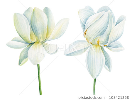 Lotus white flowers on isolated white background, set lotus flower, watercolor illustration, hand drawing flora wedding Lotus white flowers on isolated white background, set lotus flower, watercolor illustration, hand drawing flora wedding 108421268