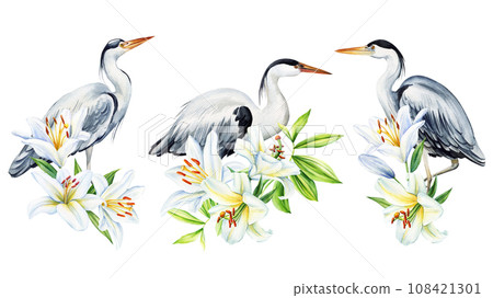 Heron with white lilies. Set of birds with flowers on isolated white background, Hand drawn watercolor illustration 108421301