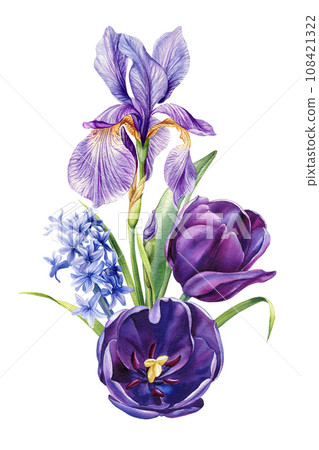 Beautiful flowers on isolated white background, iris, tulip, hyacinth, green leaves, watercolor botanical bouquet 108421322