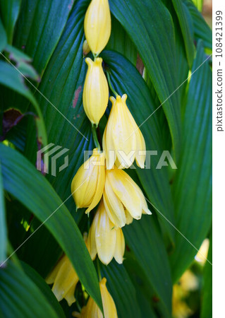 第5287章 108421399