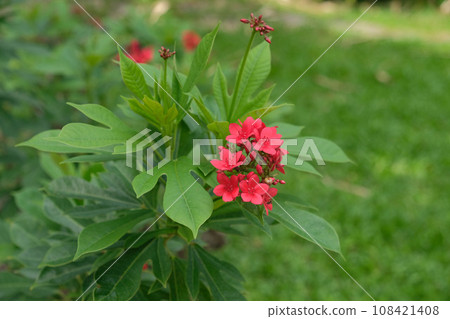 Jatropha integerrima, red flower Peregrina is an evergreen shrub 108421408