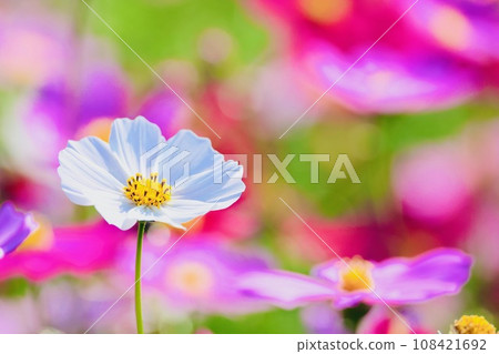 White cosmos White cosmos 108421692