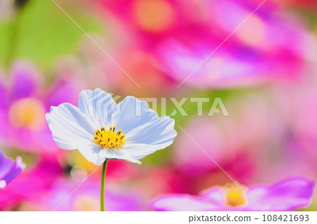 White cosmos White cosmos 108421693