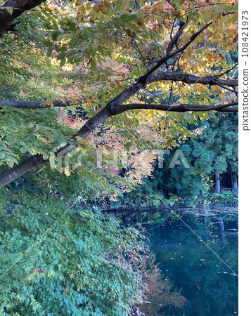 Autumn leaves on a small pond in a mountain village 108421973