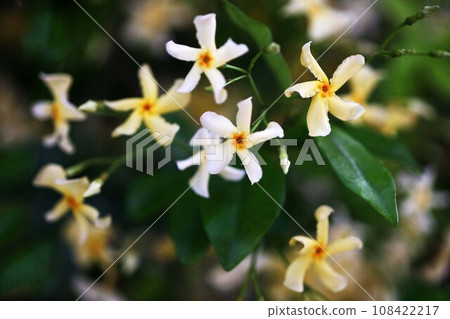 Teikazura 花的顏色從白色變為黃色 Teikazura 花的顏色從白色變為黃色 108422217