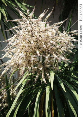 The flowers of the orchid bloom The flowers of the orchid bloom 108422223