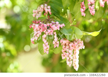 Joruri-ji Temple 108422260