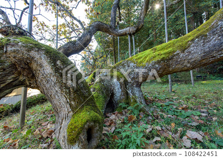 Nationally designated natural monument Shogen-in's upside-down oak leaves in late autumn, Iwate Prefecture Nationally designated natural monument Shogen-in's upside-down oak leaves in late autumn, Iwate Prefecture 108422451
