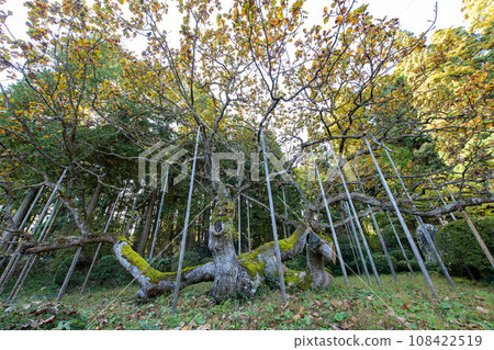 Upside-down oak at Shogen-in Temple, late autumn, Iwate Prefecture Upside-down oak at Shogen-in Temple, late autumn, Iwate Prefecture 108422519