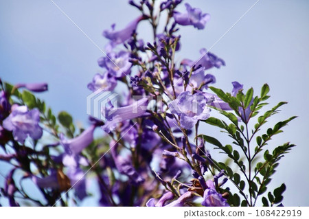 藍花楹林(宮崎縣/日南市) 藍花楹林(宮崎縣/日南市) 108422919