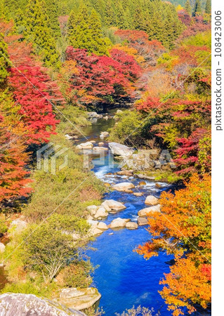 Autumn leaves of Oiidaira Park 108423006