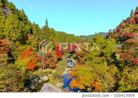 Autumn leaves of Oiidaira Park 108423009