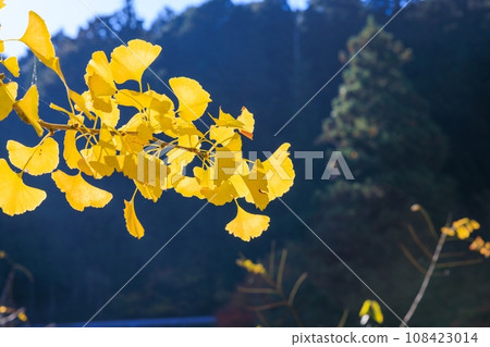 Autumn leaves of Oiidaira Park 108423014