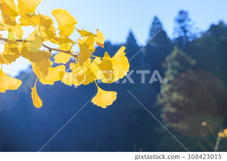 Autumn leaves of Oiidaira Park 108423015