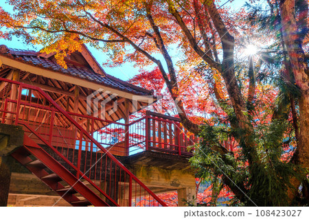 Autumn leaves of Oiidaira Park Autumn leaves of Oiidaira Park 108423027
