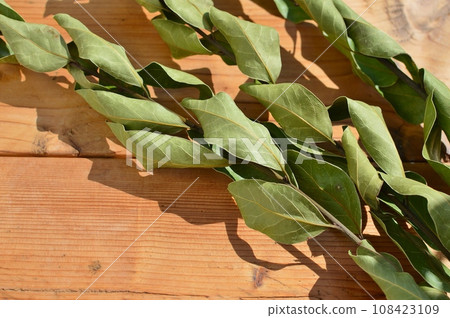 Dried bay leaf flowers on the table Dried bay leaf flowers on the table 108423109