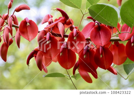 Deigo Flower/Isakihana Park(宮崎縣日南市) Deigo Flower/Isakihana Park(宮崎縣日南市) 108423322