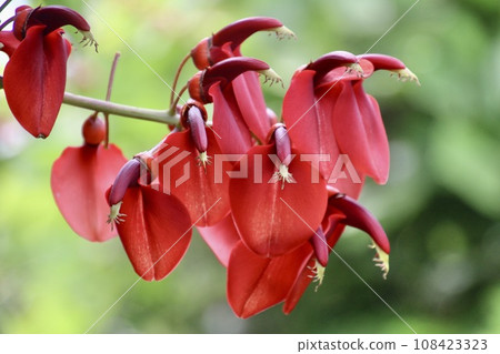 Deigo Flower/Isakihana Park (Miyazaki Prefecture, Nichinan City) 108423323