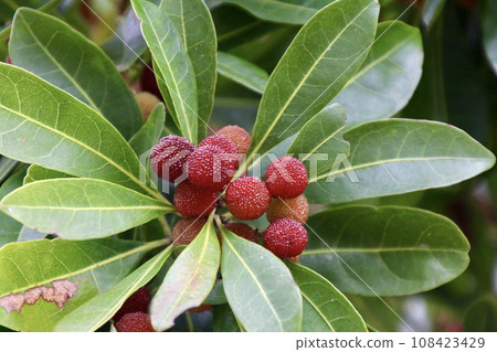 Bayberry fruit (Nichinan City, Miyazaki Prefecture) 108423429
