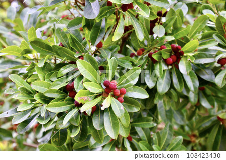 楊梅果（宮崎縣日南市） 108423430