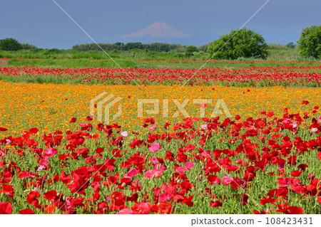 罌粟快樂廣場、埼玉縣鴻巢市瀧真室荒川河床、雪莉罌粟、加州罌粟、富士山 108423431