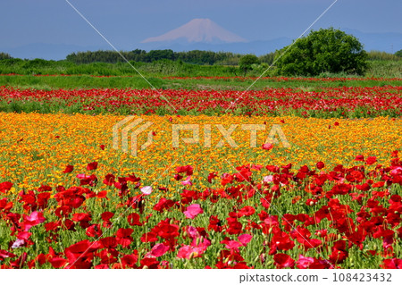 罌粟快樂廣場、埼玉縣鴻巢市瀧真室荒川河床、雪莉罌粟、加州罌粟、富士山 108423432