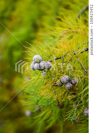 Cones of fallen pine 108423452