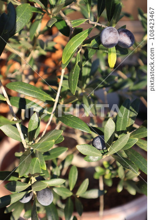 Potted olive tree Potted olive tree 108423467