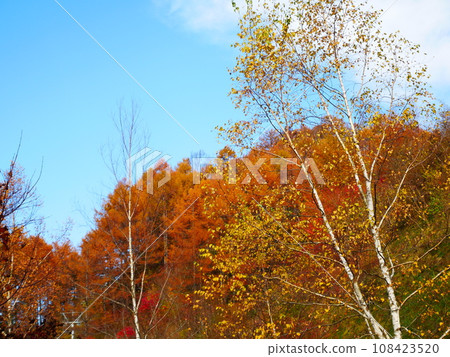 秋葉 2021.11.7 岐阜縣長野縣阿智村 108423520