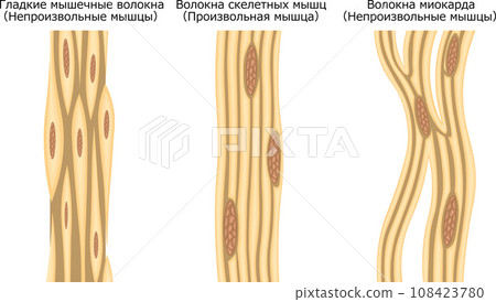 Muscle muscle fiber structure illustration Russian 108423780