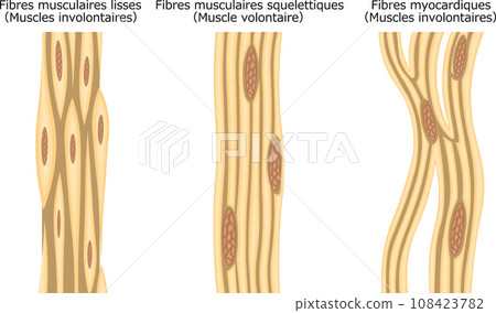 Muscle muscle fiber structure illustration French Muscle muscle fiber structure illustration French 108423782