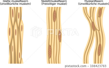 Muscle muscle fiber structure illustration german Muscle muscle fiber structure illustration german 108423783